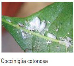 cocciniglia cotonosa