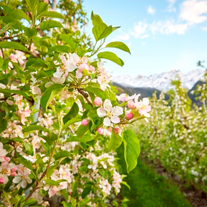 fiori