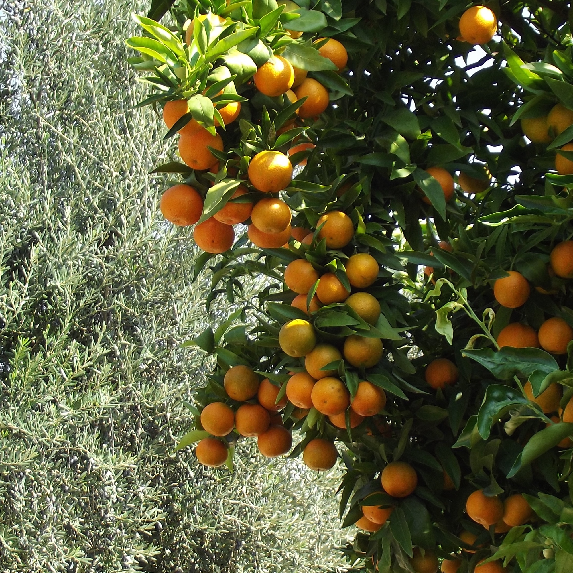 frutta