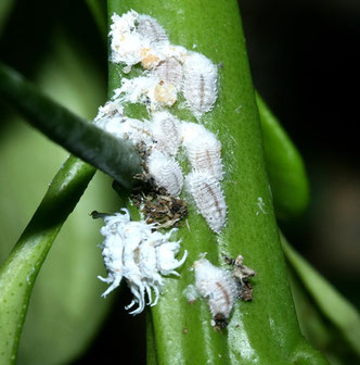 5 cotonello degli agrumi planococcus citri