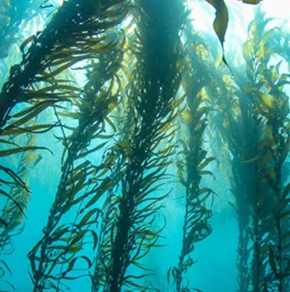 kelp