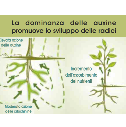 radici