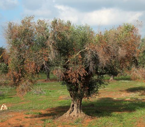 4 xylella