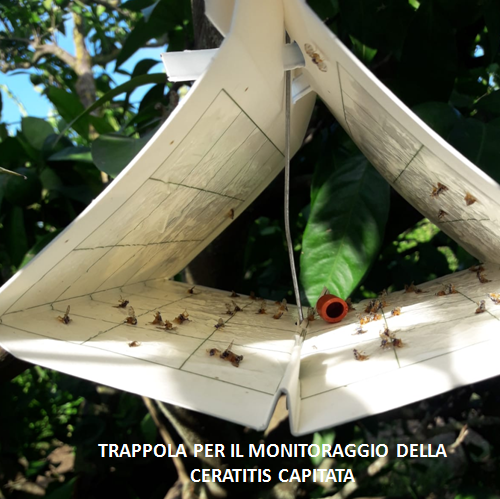 TRAPPOLA MONITORAGGIO MFF