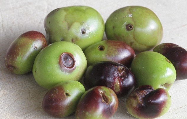 olive danneggiate