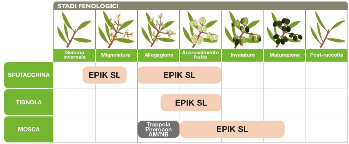 stadi fenologici epik