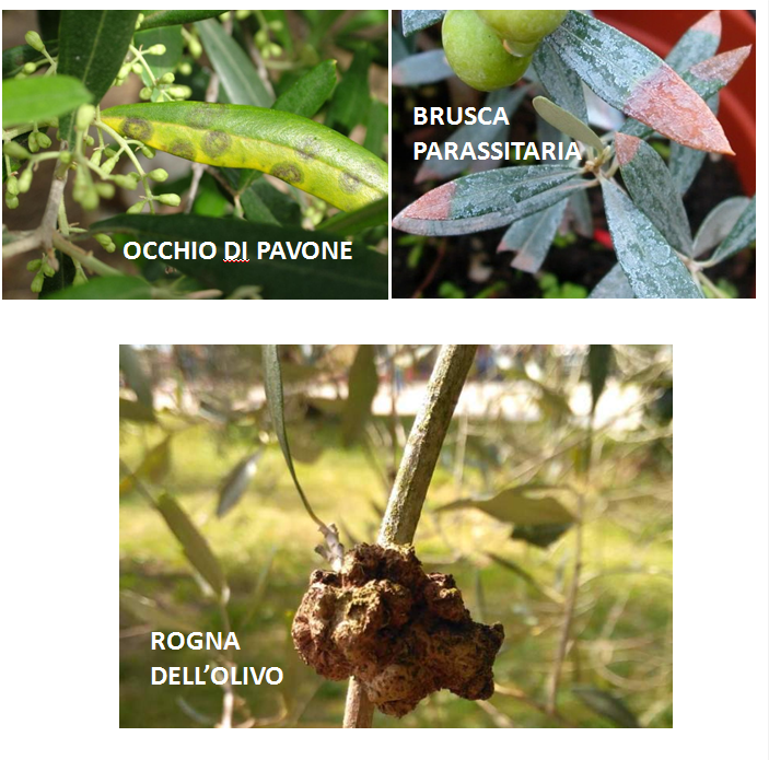 1 MALATTIE OLIVO