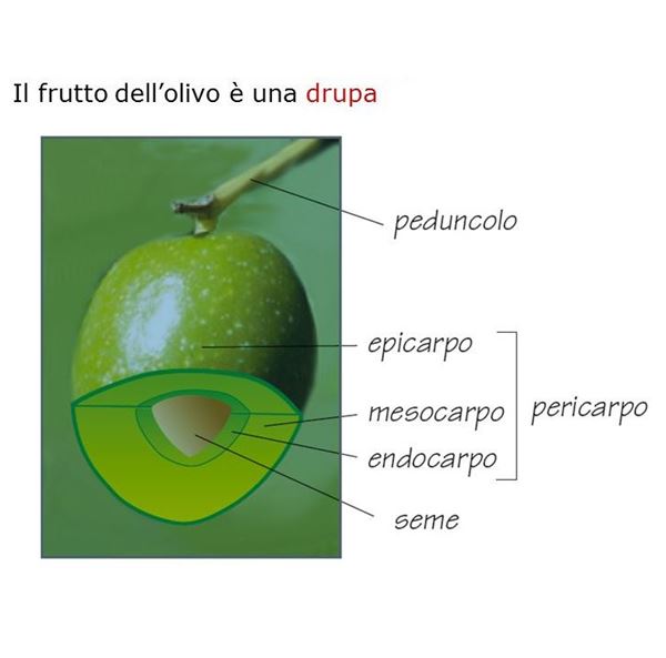 drupa quadrata