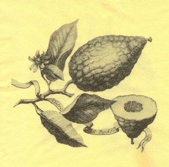 CEDRO ANTICO