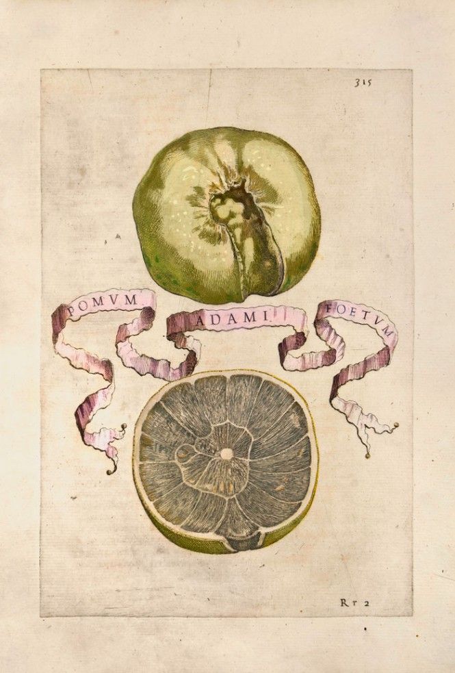 MANDARINO ANTICO